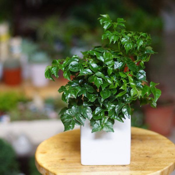 Cây xanh nội thất dành cho nhà ở và văn phòng 3 Cây Hạnh Phúc