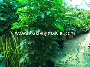 Chợ Hoa Kiểng 2 Cây Hạnh Phúc