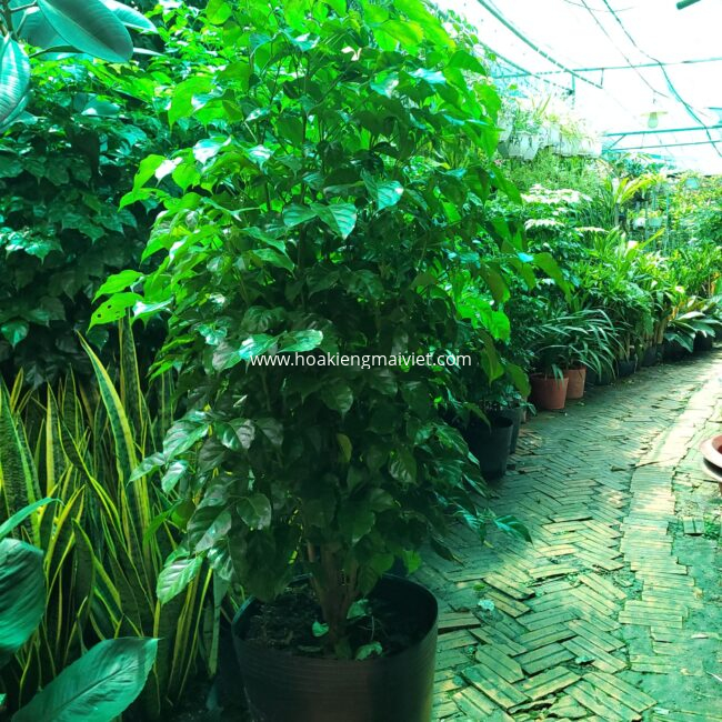 Shop 3 Cây Hạnh Phúc