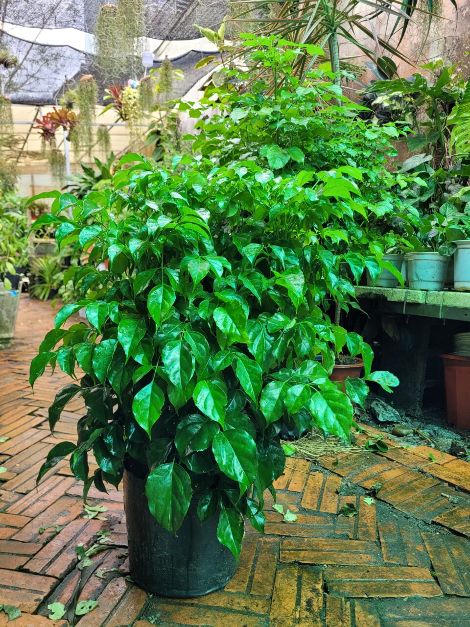 Quà tặng từ cây xanh 🎁 Món quà kết nối mang ý nghĩa dài lâu 5 Cây Hạnh Phúc để sàn size vừa