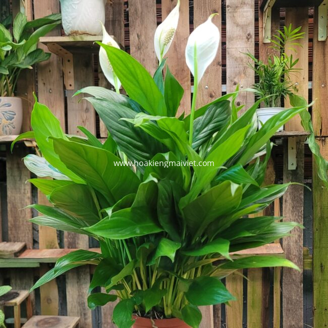 Chợ Hoa Kiểng 11 Cây Lan Ý