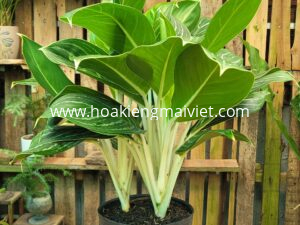 Cây Bạch Mã Hoàng Tử