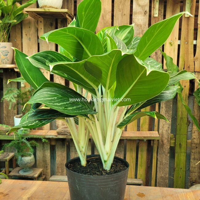 Quà tặng cây cảnh 3 Cây Bạch Mã Hoàng Tử