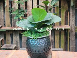 Cây Bàng Singapore (để bàn)