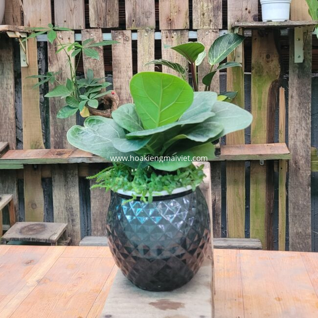 Cây Bàng Singapore (để bàn)