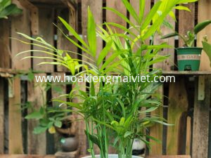 Cây Cau Tiểu Trâm