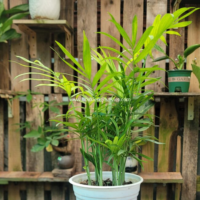 Cây xanh nội thất dành cho nhà ở và văn phòng 4 Cây Cau Tiểu Trâm