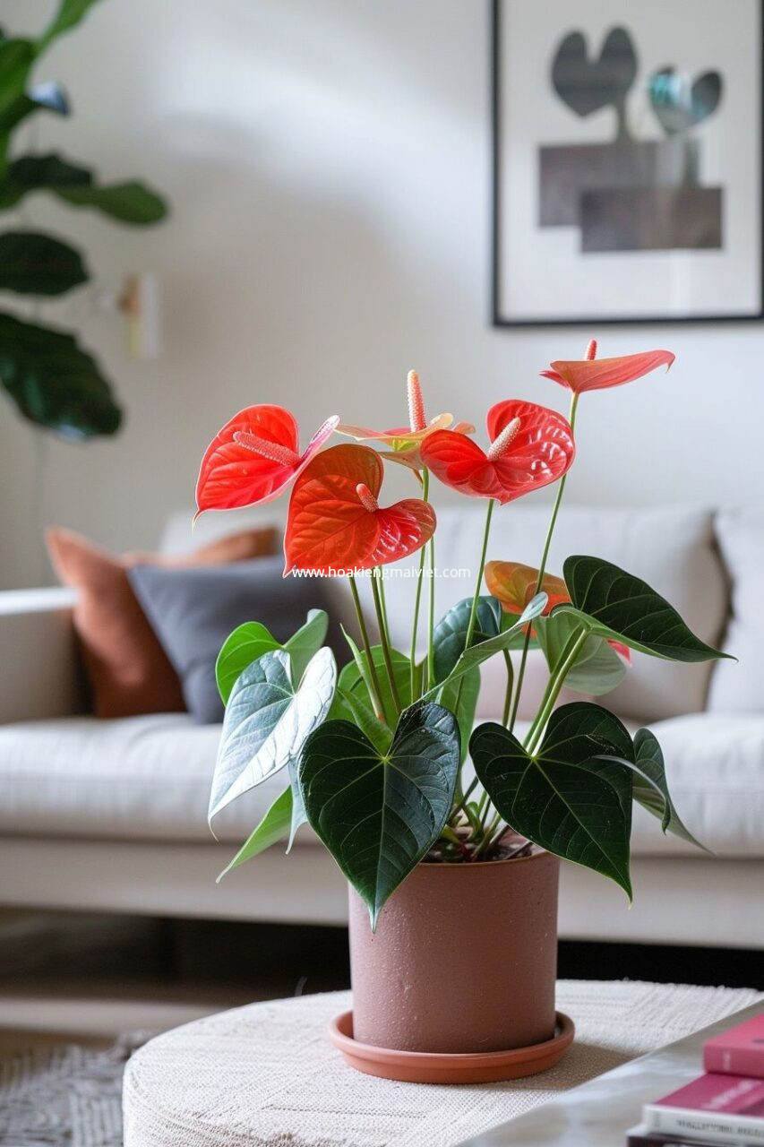 5 mẹo chọn cây cảnh phòng khách hút tài lộc, may mắn 2 Cây Hồng Môn để bàn, để sàn giá tốt | TP Cần Thơ