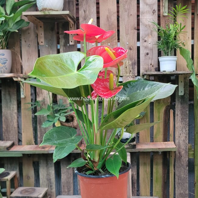 Chợ Hoa Kiểng 9 Cây Hồng Môn