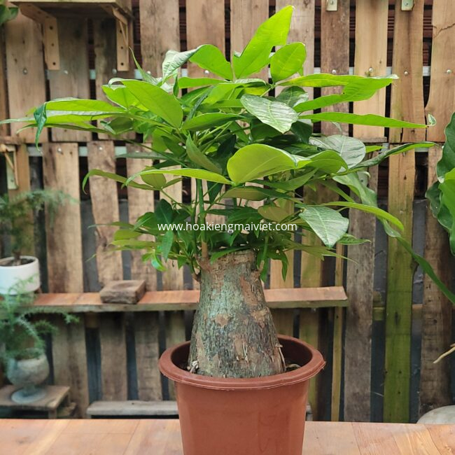 Cây xanh nội thất dành cho nhà ở và văn phòng 5 Cây Kim Ngân