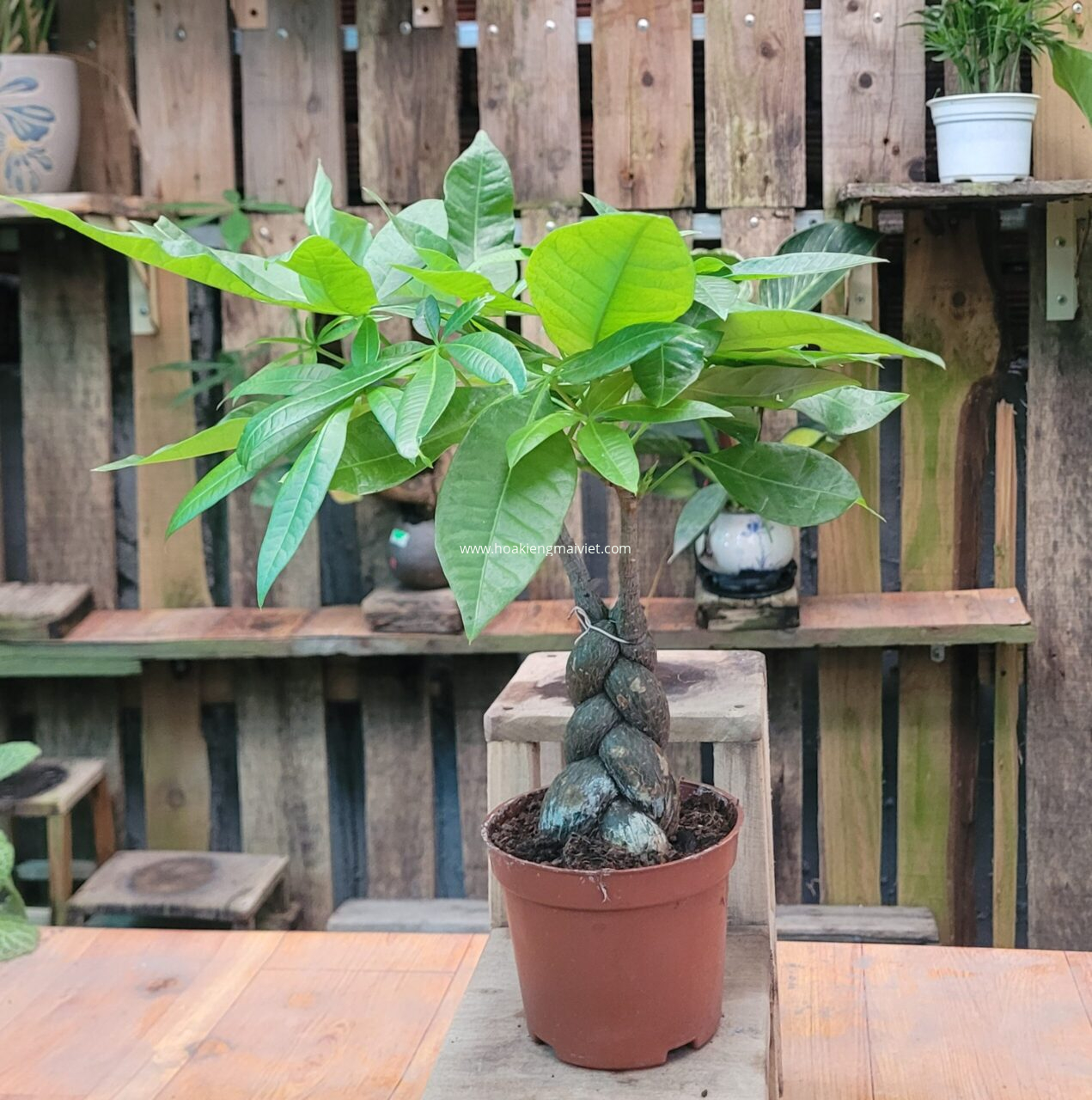 Cây Kim Ngân (bín)