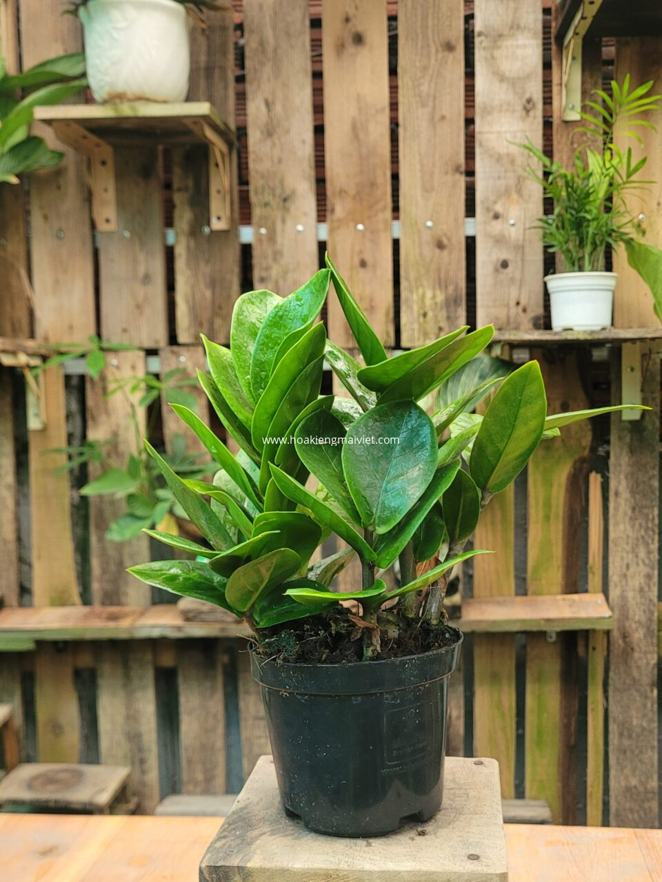 Top 5 cây kiểng để bàn phong thủy được ưa chuộng tại Cần Thơ 2 Cây Kim Tiền