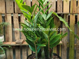 Chợ Hoa Kiểng 1 Cây Kim Tiền (kim phát tài)