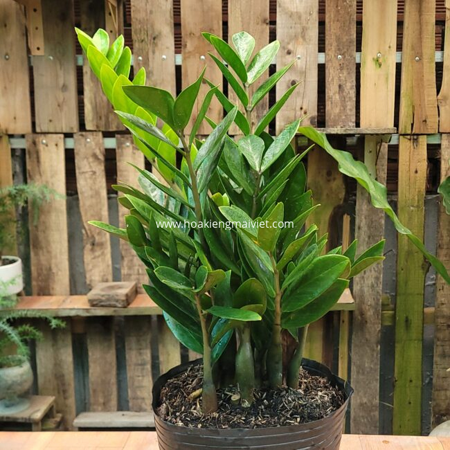 Chợ Hoa Kiểng 10 Cây Kim Tiền (kim phát tài)