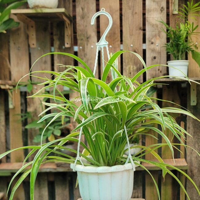 Shop 22 Cây Lan Chi