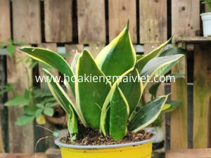 Cây Lưỡi Mèo (Viền Vàng)