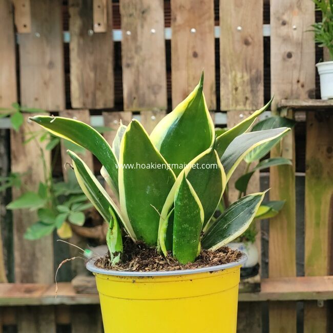 Quà tặng cây cảnh 8 Cây Lưỡi Mèo (Viền Vàng)