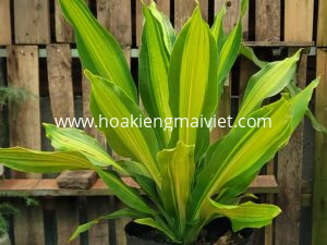 Cây Phát Tài (Đài Loan)