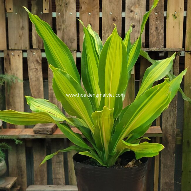 Chợ Hoa Kiểng 8 Cây Phát Tài (Đài Loan)