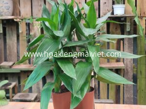 Cây Phát Tài búp sen