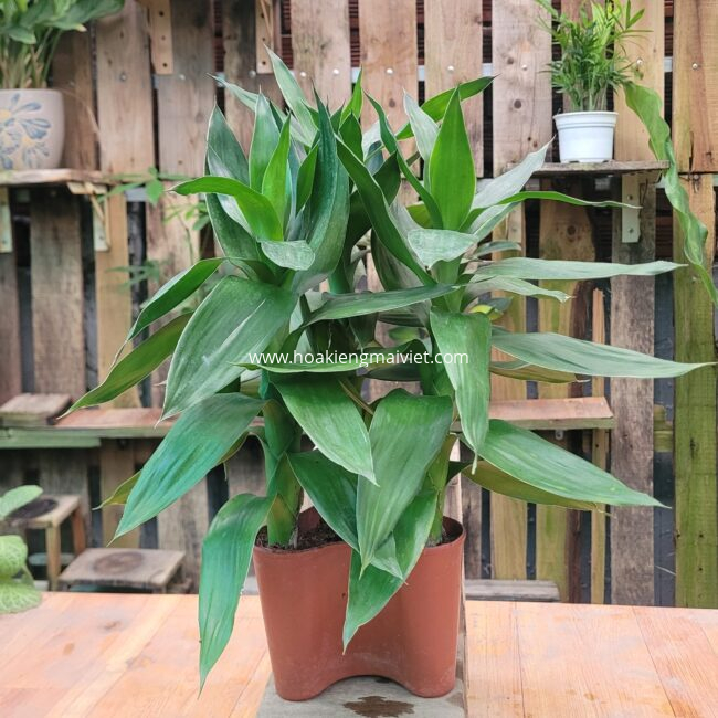 Quà tặng cây cảnh 7 Cây Phát Tài búp sen