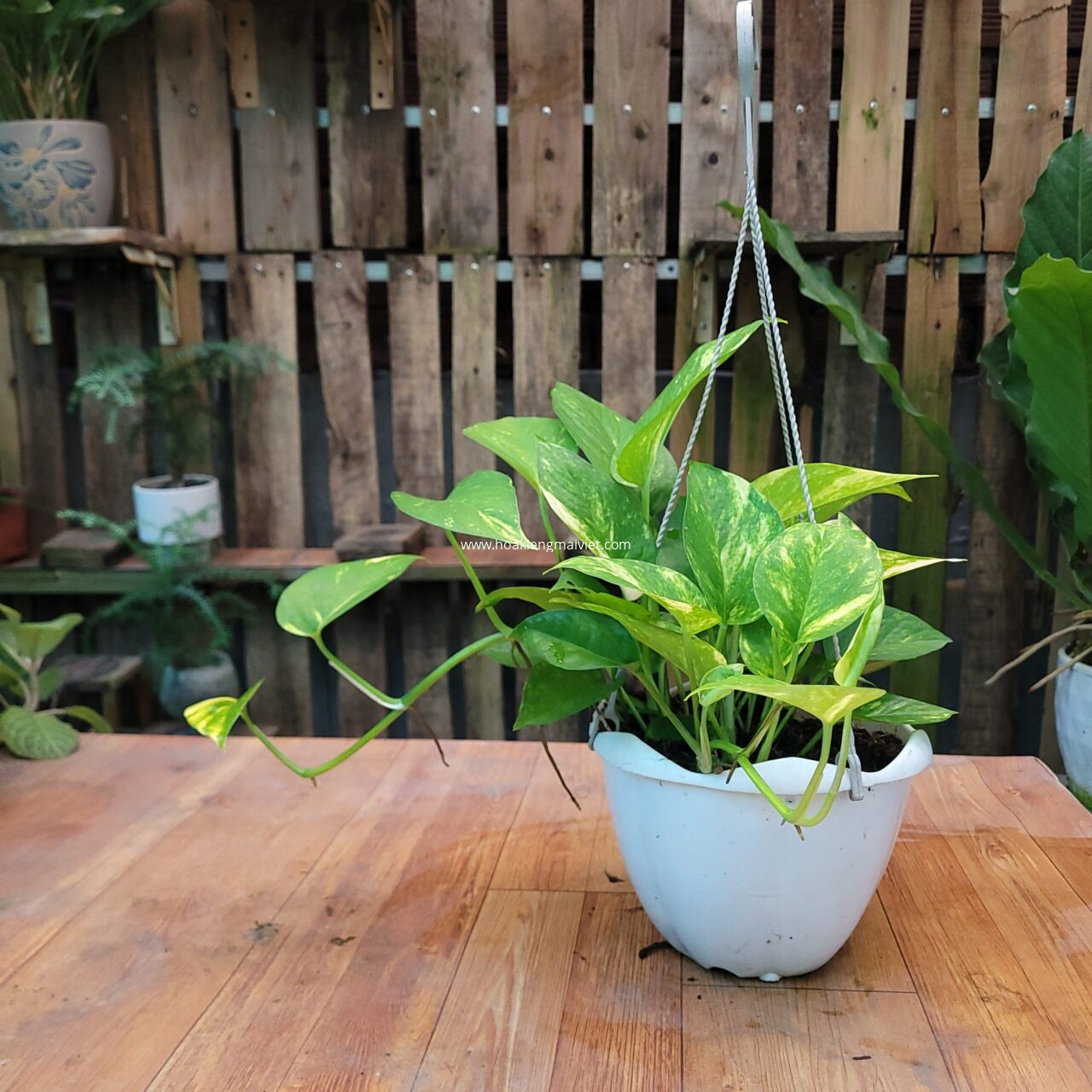 Cần mua cây kiểng để bàn? - Giải pháp trang trí văn phòng tại Cần Thơ 10 Cây Trầu Bà Lá Nhỏ (Xanh-Trắng-Vàng)