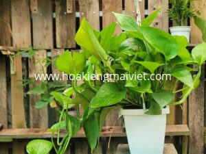 Cây Trầu Bà Lá Nhỏ (xanh)