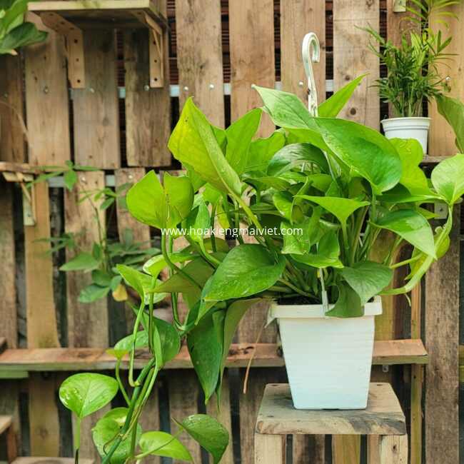 Quà tặng cây cảnh 6 Cây Trầu Bà Lá Nhỏ (xanh)