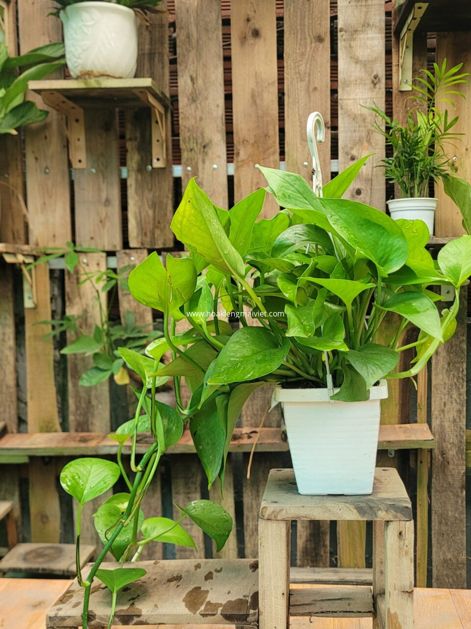 Cây Trầu Bà Lá Nhỏ (xanh)