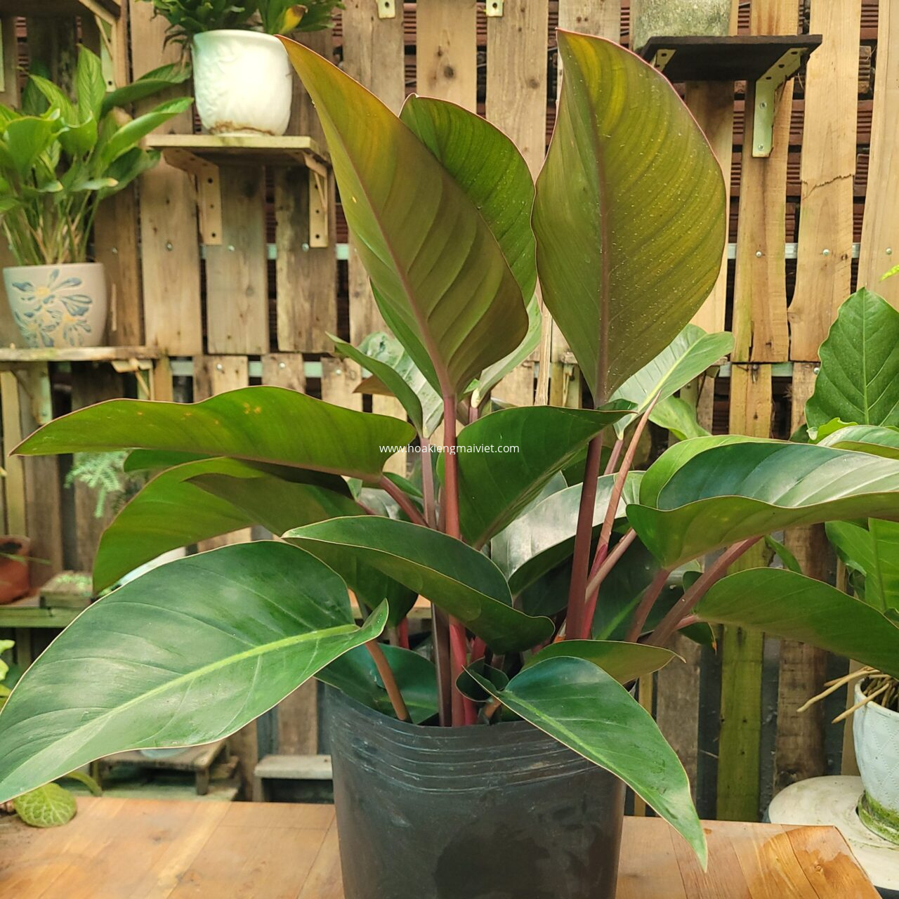 Cây Trầu bà Đế vương đỏ