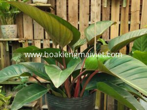 Cây Trầu bà Đế vương đỏ