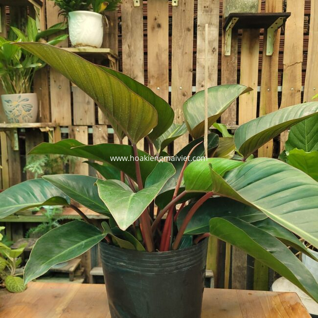 Cây Trầu bà Đế vương đỏ