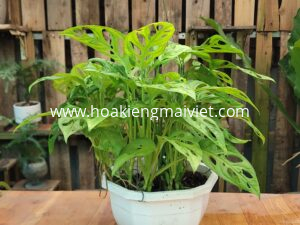 Cây Trầu bà Lá lỗ