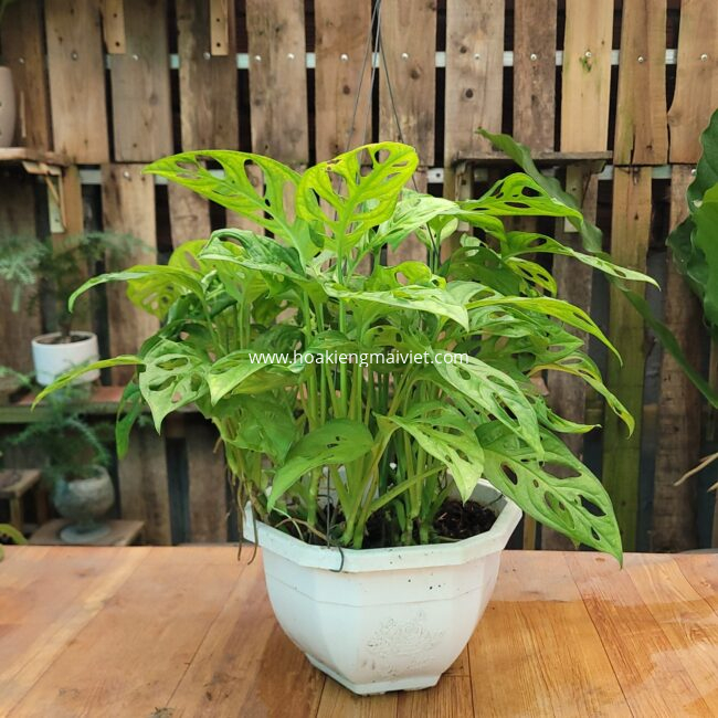 Shop 19 Cây Trầu bà Lá lỗ