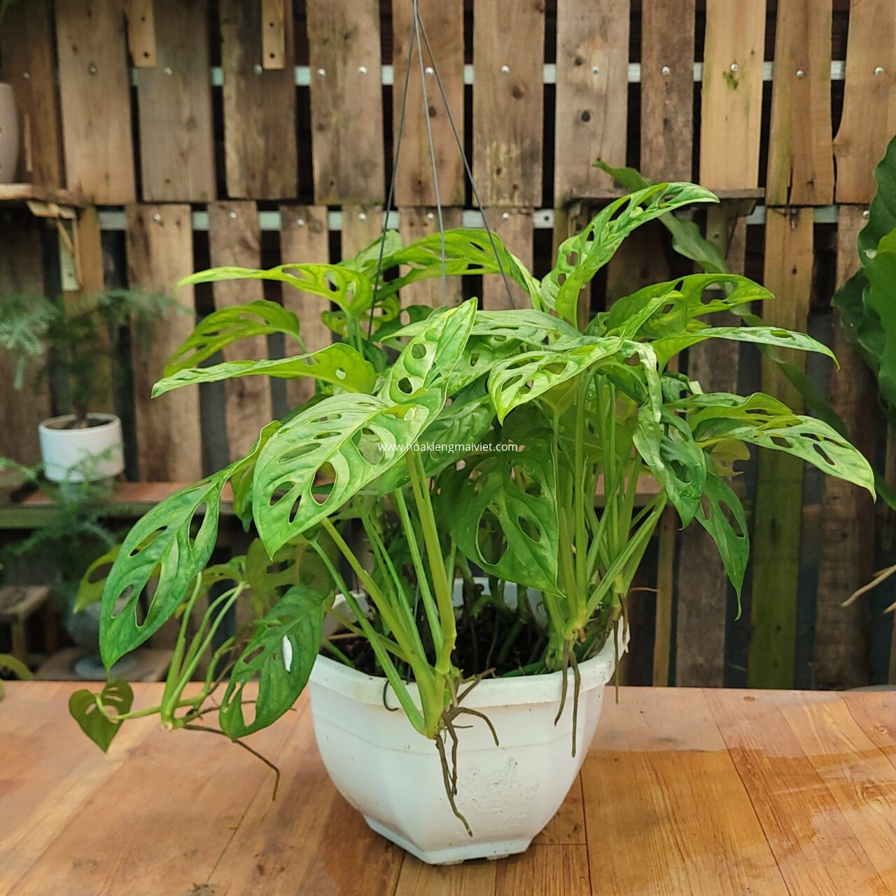 Cây Trầu bà Lá lỗ