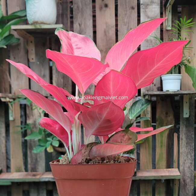 Quà tặng cây cảnh 4 Cây Vạn Lộc