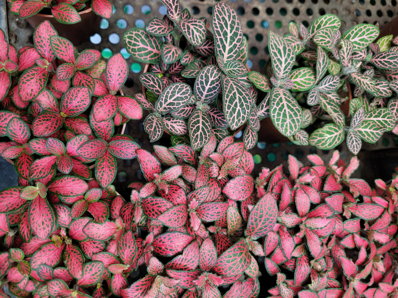 Tầm quan trọng của đất trồng và môi trường sống đối với cây cảnh 7 Mua kiểng lá cần chú ý điều gì Tại Cần Thơ mua ở đâu