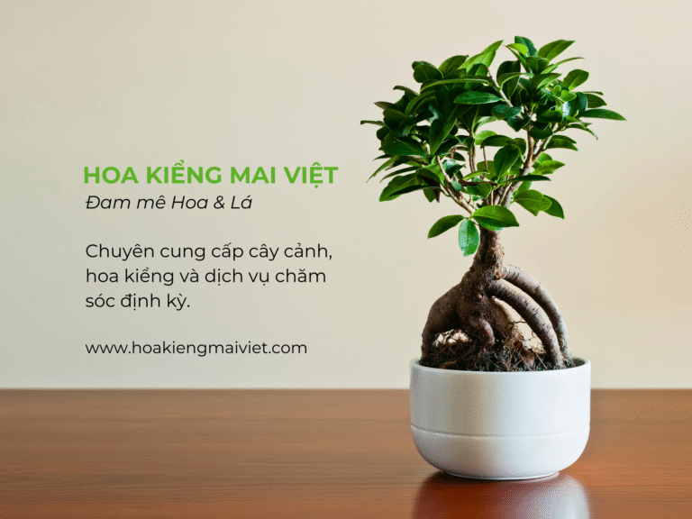 Blog chia sẻ 5 Dịch vụ mua bán, chăm sóc và cho thuê cây cảnh, hoa kiểng