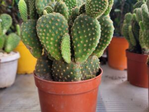 Xương Rồng Tai Thỏ