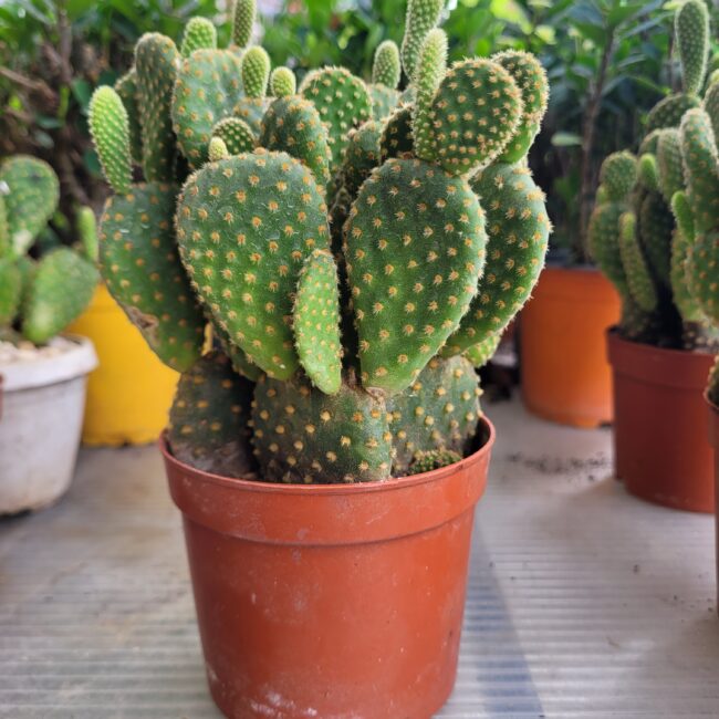 Chợ Hoa Kiểng 12 Xương Rồng Tai Thỏ