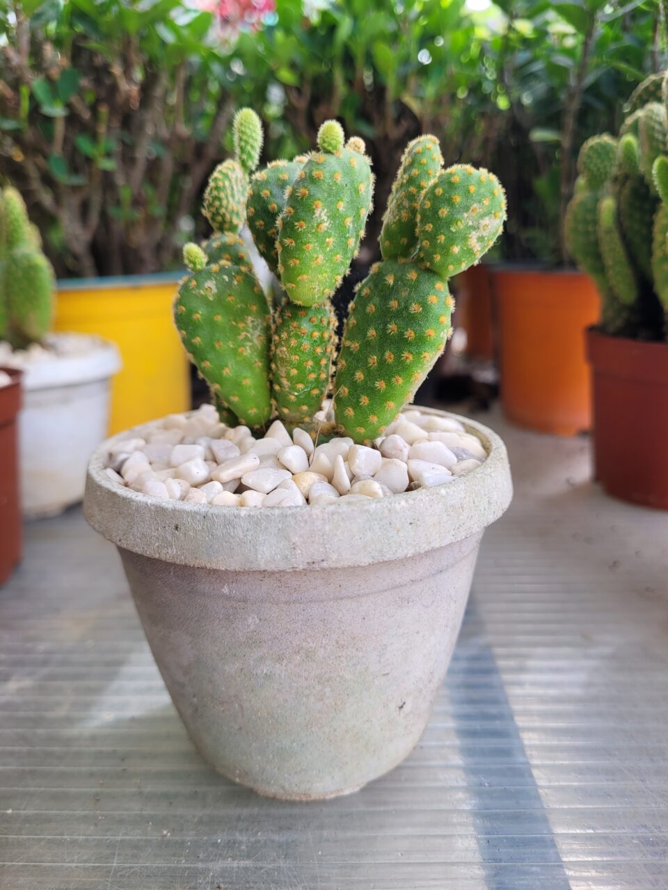 Cần mua cây kiểng để bàn? - Giải pháp trang trí văn phòng tại Cần Thơ 6 Xương Rồng Tai Thỏ