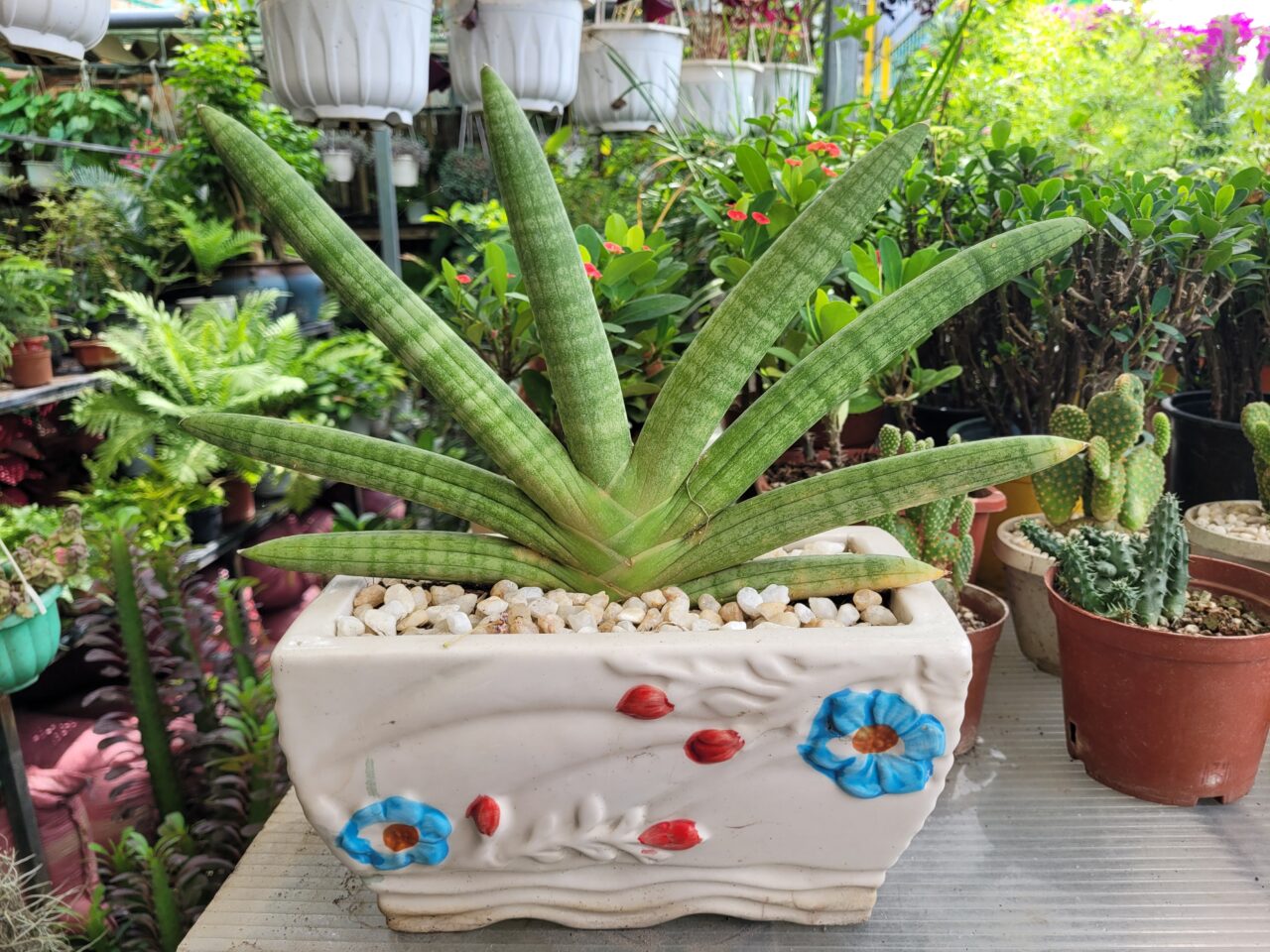 Top 5 cây kiểng để bàn phong thủy được ưa chuộng tại Cần Thơ 6 Cây ngà voi để bàn phong thủy tại Cần Thơ