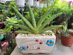 Cây ngà voi để bàn phong thủy tại Cần Thơ