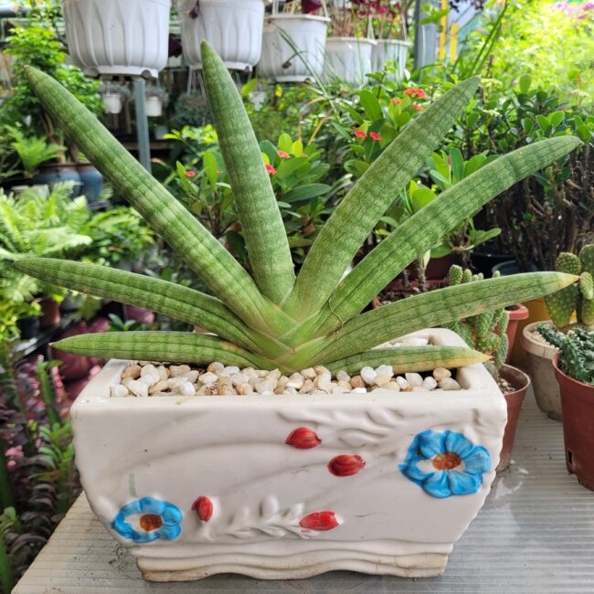 Chợ Hoa Kiểng 13 Cây ngà voi để bàn phong thủy tại Cần Thơ