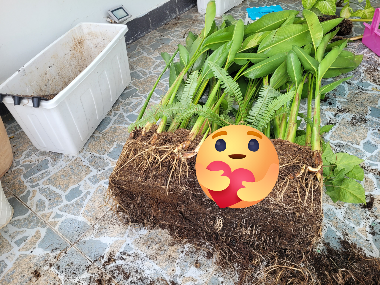 Dịch vụ Chăm sóc Cây cảnh tại Nhà