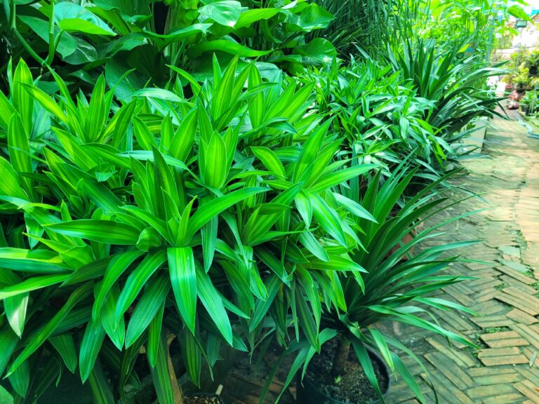 Blog chia sẻ 7 Phân bón thông minh chăm sóc cây cảnh xanh tốt