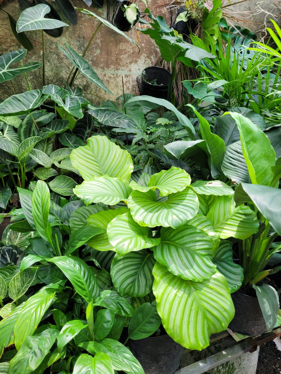 Tầm quan trọng của đất trồng và môi trường sống đối với cây cảnh 3 Phân bón thông minh chăm sóc cây cảnh xanh tốt