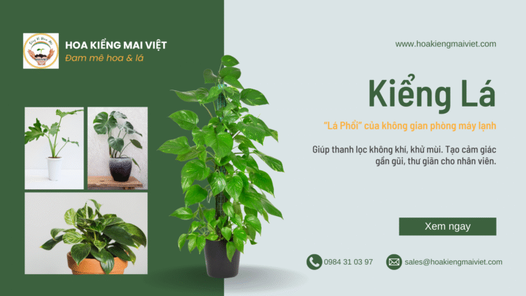 Blog chia sẻ 4 Mua Kiểng Lá Cần Thơ