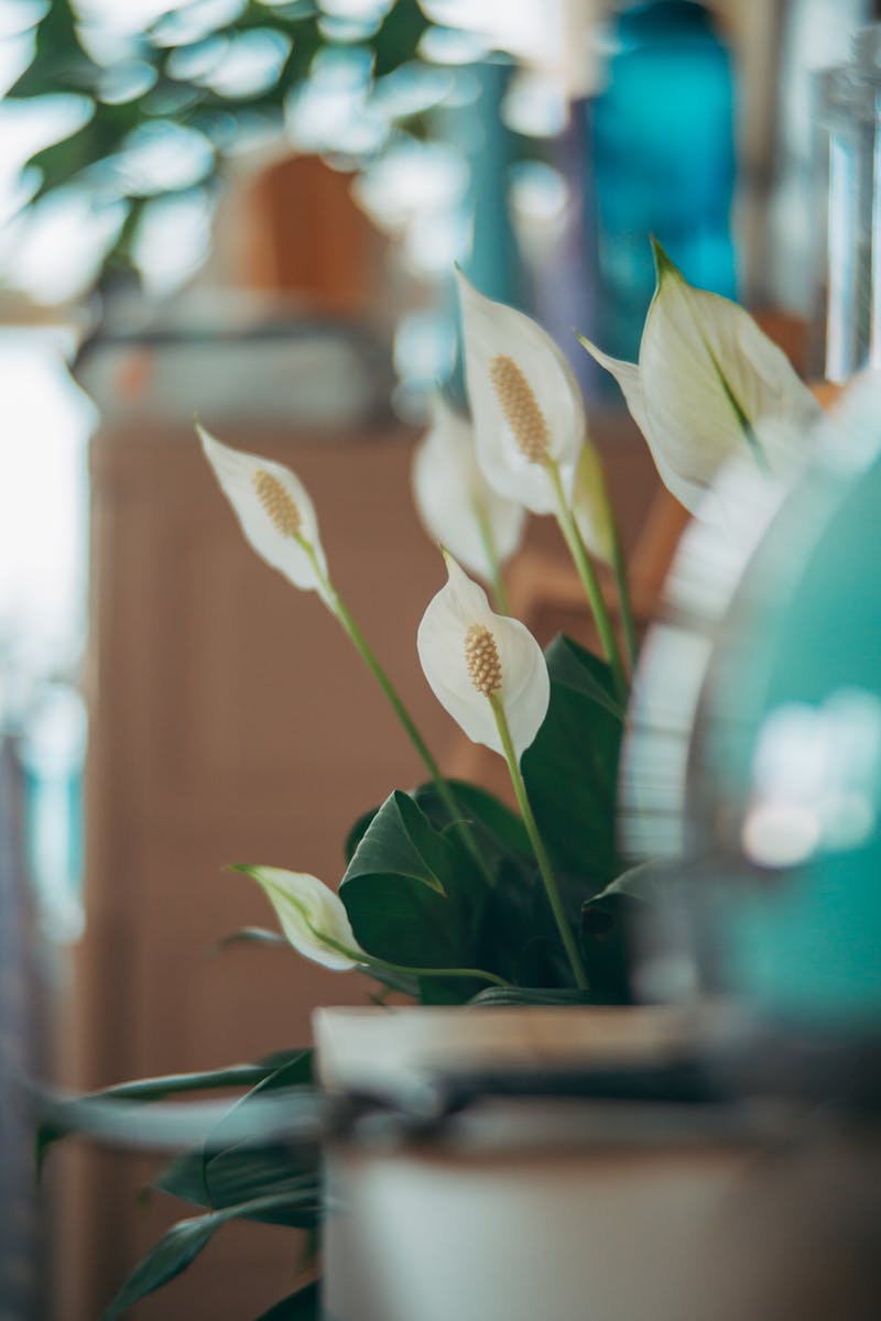 Cần mua cây kiểng để bàn? - Giải pháp trang trí văn phòng tại Cần Thơ 12 Cây Lan Ý tại Shop HoaKiengMaiViet.com