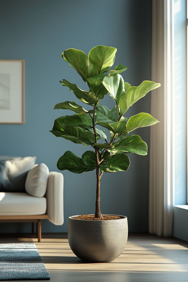 5 mẹo chọn cây cảnh phòng khách hút tài lộc, may mắn 3 Cây cảnh đặt phòng khách hợp mệnh gia chủ